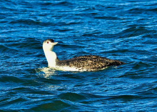 Common loon … Indian River Inlet, Delaware … 1/19/21whomst?