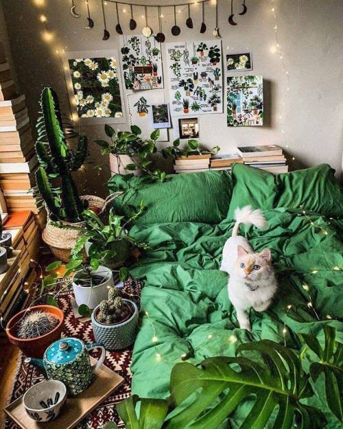 gardenspirits:A home full of cats and plants 