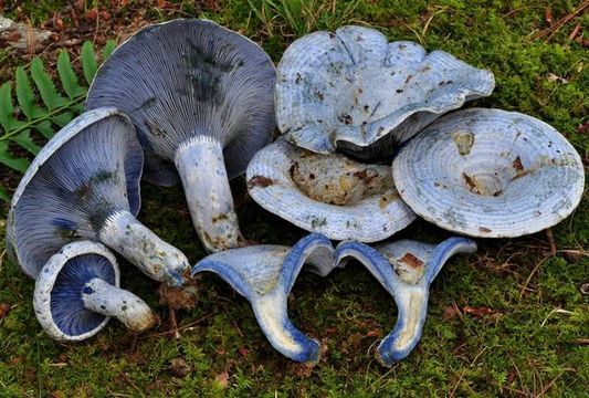 rhamphotheca:  The Indigo Milk Cap (Lactarius indigo) is entirely blue to blue-gray,