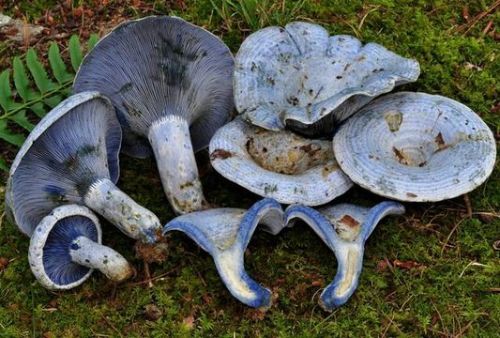 rhamphotheca:  The Indigo Milk Cap (Lactarius indigo) is entirely blue to blue-gray, sometimes with greenish stains when old. When broken, it oozes indigo blue latex, which turns gradually greenish when exposed to air. It grows on the ground, typically