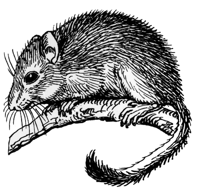Dormice Tumblr Posts Tumbral Com Dormice Tumblr Posts Tumbral Com