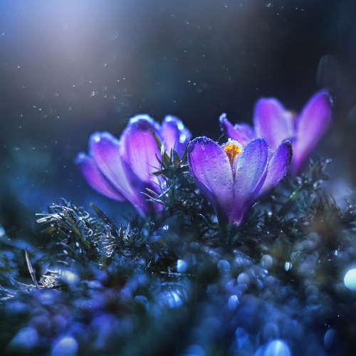 floralls:    Macro in blue by  Alina Shevelina   