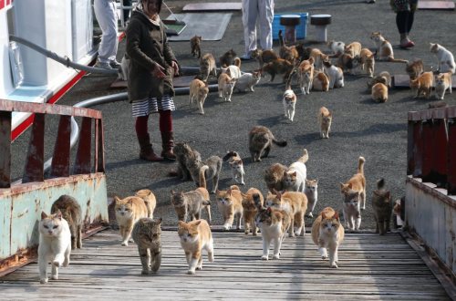 karthus: splders: cuteness-daily: This is Cat Island. It is located in Tashirojima which is a small 