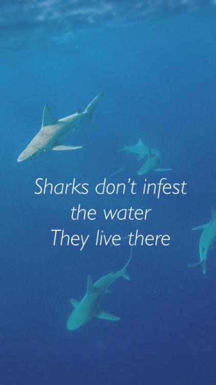 hipster–angel: Sharks don’t infest the water // background