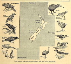 nemfrog:  New Zealand fauna. Chatterbox.