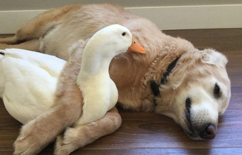archiemcphee:Today the Department of Unexpected Interspecies Friendship is hanging out with Barclay,