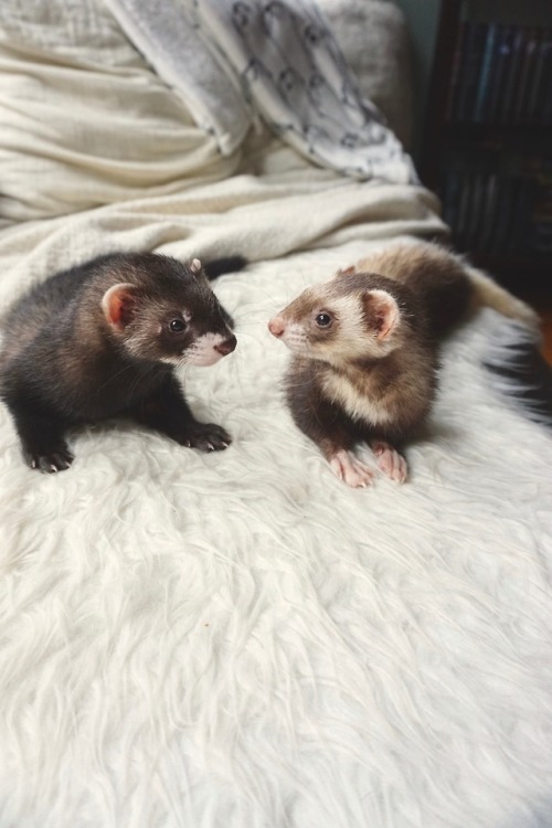 the-book-ferret - Plotting World Domination