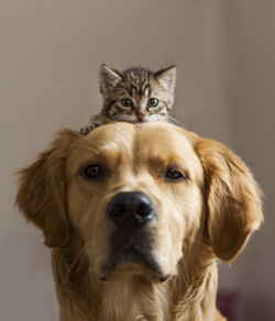 superleburton:  Hold on, let me put on my thinking cat. -G 