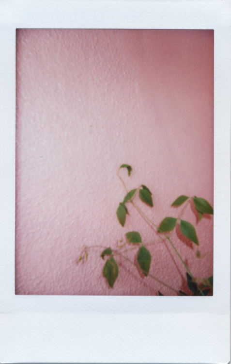 novr:Cherry-blossom viewing / A wry observer by F. SuzukiFujifilm Instax mini 50s cheki Piano Black.