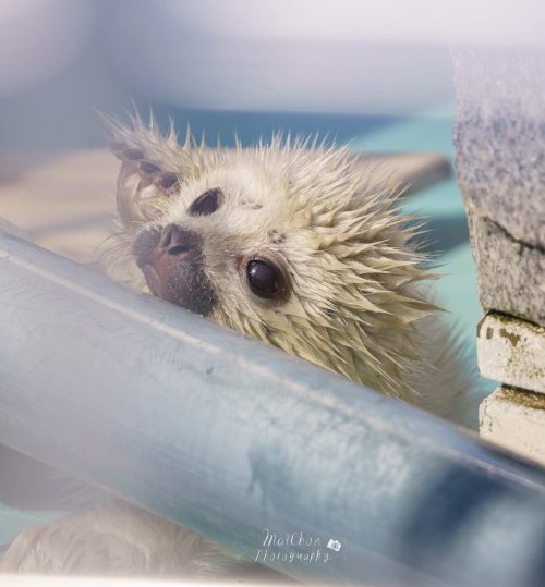 Baby Seals Being Cursed With The Love Of Pipes Is So Funny To Me. Why Is A Caterpillar Curling Around