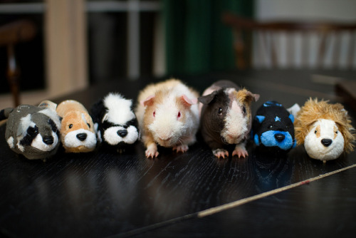 The Usual Suspects (via lorephoto)