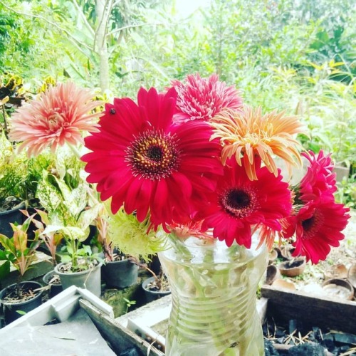 #เยอบีร่า #gerbera #thaigerbera #colourful #flowers #botany #botanicalgarden #samkok #pathumthani #t