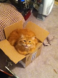 fallinginfandom:  Get out of there cat, you are not getting shipped!