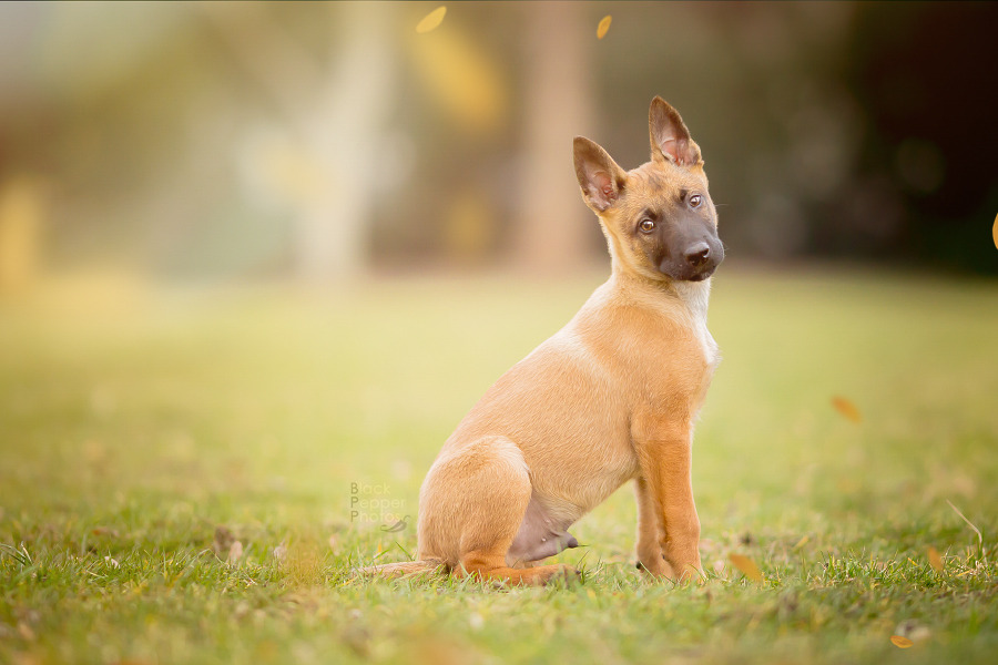 blackpepperphotos:  Cutiepie Paco, 9 weeks old Malinois puppy. Sharp little raptor