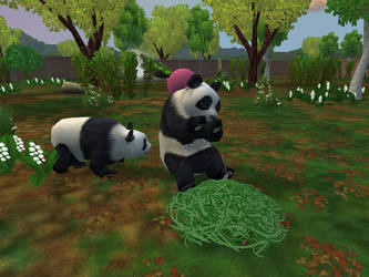 I may be one of the few around who can manage to keep pandas breeding successfully in a conservation program…
Oops just on Zoo Tycoon 2, a really fun game which allows you to be in charge of your own zoo and create the wildlife park of your dreams!
I...