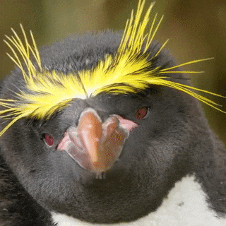 Macaroni Penguin (Eudyptes chrysolophus)(source)