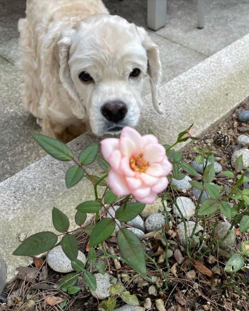 blackpinkofficial: [IG] 210913 jennierubyjane: Where have all the flowers gone ?