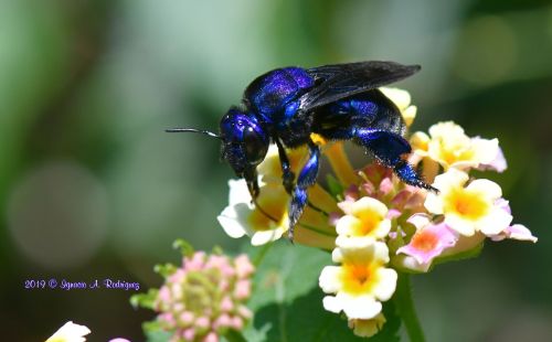 onenicebugperday:Cerulean orchid bee, Eufriesea