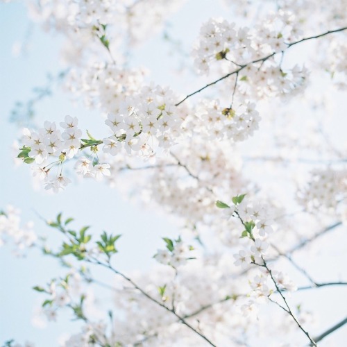 tojishiro:  今回も去年の写真です、、 最近また寒いです；； せっかく桜が咲いてるのにー 冬に逆戻り。。