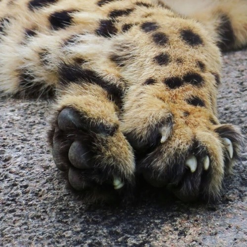 Cheetah feets! #cheetah are the only big cats without fully retractable claws - an adaptation that g