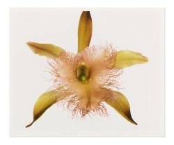 jimlovesart: Irving Penn - Orchid, 1969. 