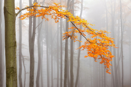 mysterious-mind-dreams:Autumn in the Ore Mountains by  Tomáš Morkes