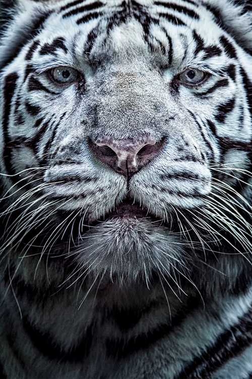 XXX plasmatics:  White Tigress by David Guéret photo