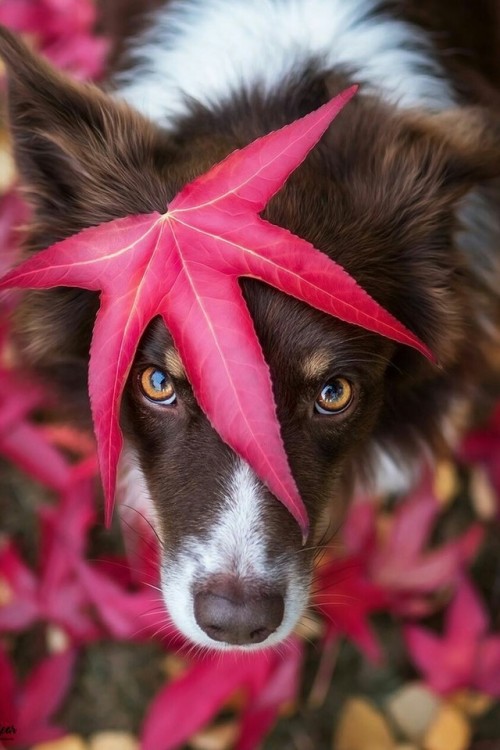 j-k-i-ng:“Untitled“ via | Australian Shepherd Cody