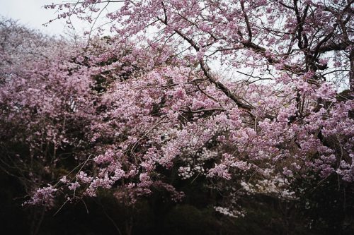 先週はこんなに満開だったのに、もうすっかり葉桜。 コロナ前みたいに桜追跡北上旅行したい… cherry blossoms in #fullbloom. . #せっかく撮ったから載せとくシリーズ #