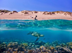 Ancient Mariner (Coral Bay, Western Australia)