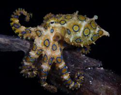 breathinginbiology: The blue ringed octopus is recognized as one of the most venomous marine animals because it carries enough venom to kill 26 adult humans within minutes. Their victims experience respiratory depression, paralysis, and eventually death