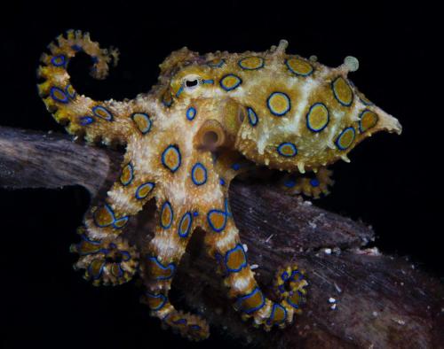 end0skeletal:The blue-ringed octopuses (genus Hapalochlaena) are three (or perhaps four) octopus spe