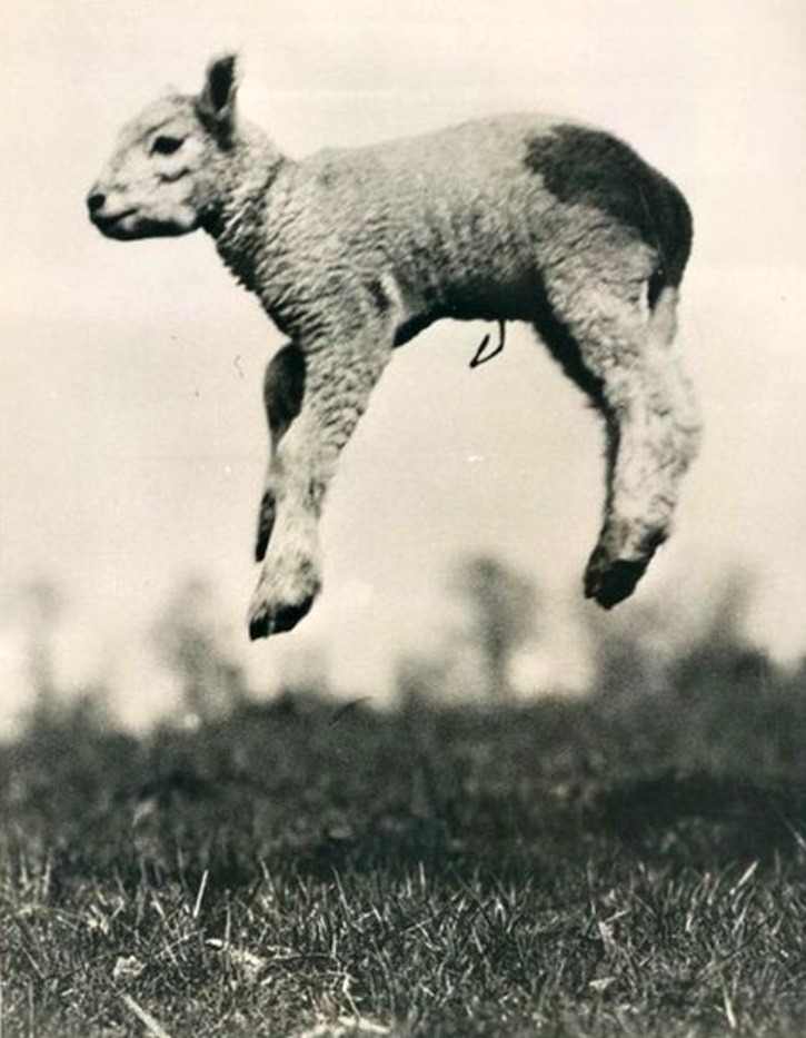 Mouton volant, 1936.