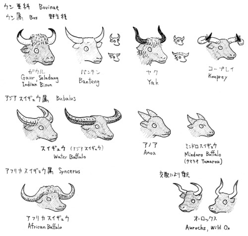 A maybe workable fuck-ton of bison anatomy references. Someone I knew a while back once commented on