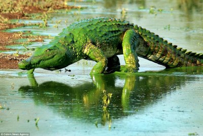 plaguedocboi:lionfloss:Crocodile looks like a monster as it emerges from lake covered in green algaeSlime man….