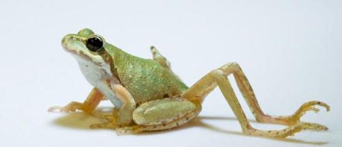 congenitaldisease: This photograph shows a Pacific tree frog infected by parasites from the genus Re