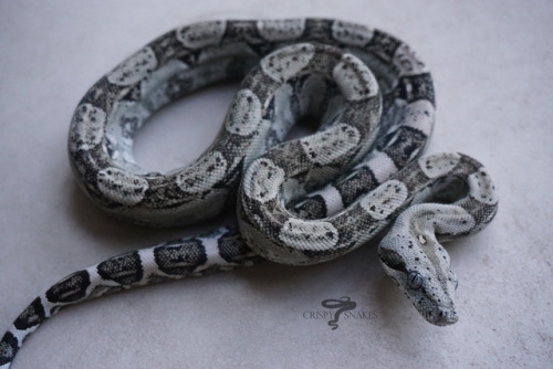 crispysnakes:17JASxOOL- 07: Long tail boa (boa c. longicauda)I’m really liking this little lady. Not