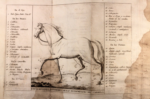 Ensayos Sobre Los Verdaderos Principios De La Equitacion[Essays on the true principles of Horsemansh