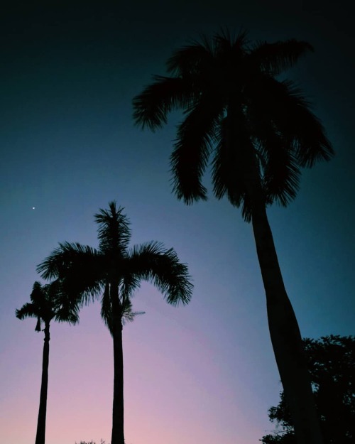 Purple skies. UP Diliman, Quezon City. March 2020. #dusk #sunset #purpleskies #quezoncity #philippin