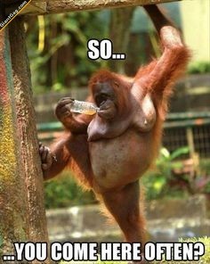giantgag:  So You Come Here Often?Click the pic to see full content!Follow :@GiantGag
