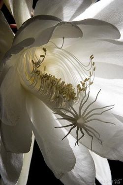 lalulutres: Night-blooming Cereus  