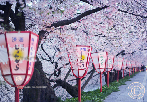 Under the Sakura. (Hirosaki Japan).