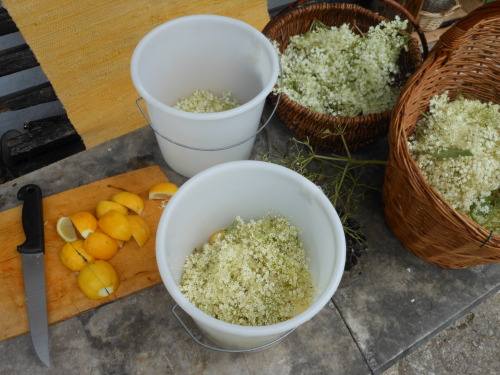 spaziergaenge-blog:  making elderflower sirup | 6. 2014