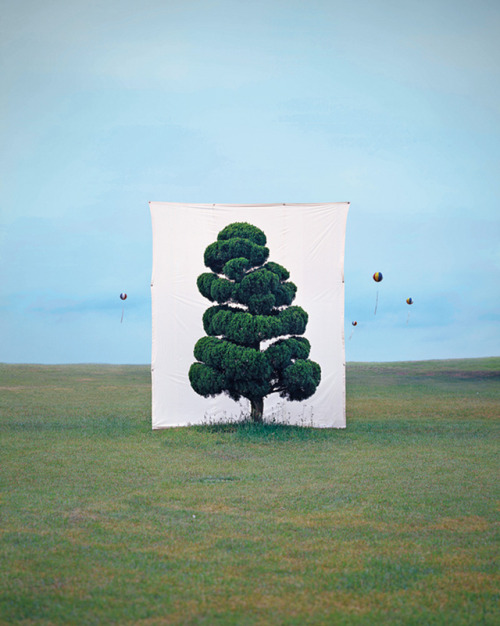 Trees Framed by Giant Canvas Backdrops in Photo Series by South Korean artist Myoung 