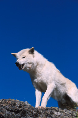 agameofwolves:  By ALASKA STOCK IMAGES/National