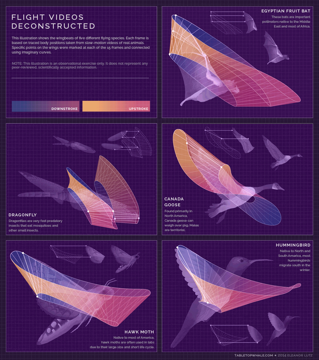 wingedtoad:  from tabletopwhale 