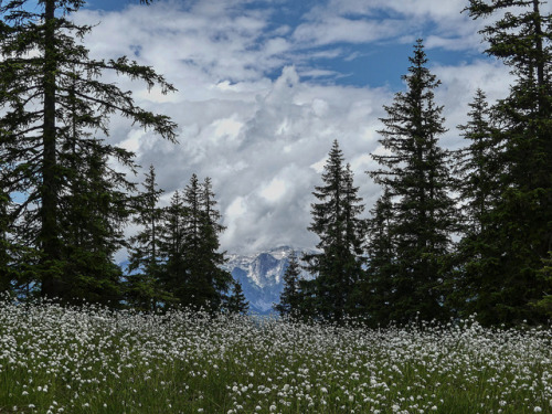 lavenderwaterwitch: 90377: Rossbrand Panoramastraße by Kornelia stunning!