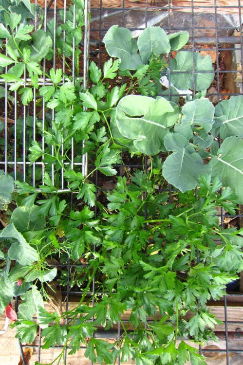 Deck Garden - the metal grids were to prevent the cats from using the bed as a litterbox. The metal 