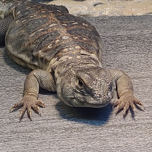 Can I help you?#uromastyx #ocellata #lizard #reptilesofinstagram https://www.instagram.com/p/CLM69lU