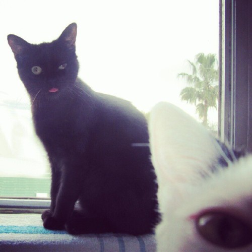 unimpressedcats:you’re trying to take a picture? let me ruin it for you !!!